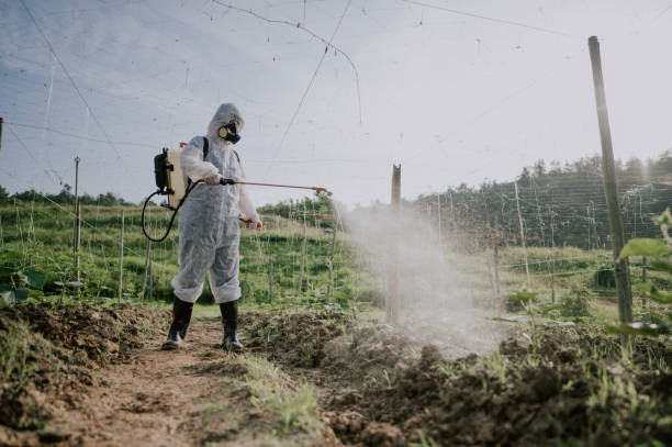 Best Pest Removal Services  in Santa Moni, CA